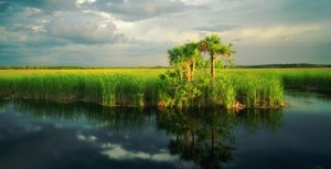 Everglades