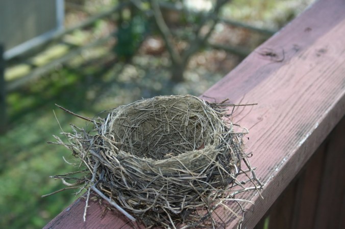 birds nest